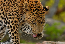 Day 12 itinerary in pic